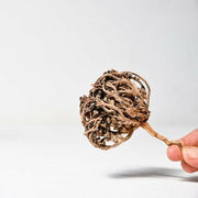 Chajarat Mariam - Rose de JERICHO - Save your SUNNA