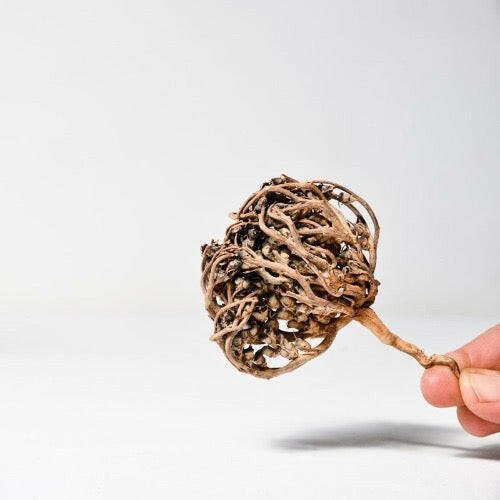 Chajarat Mariam - Rose de JERICHO - Save your SUNNA