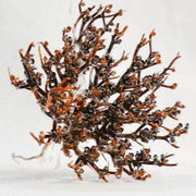 Chajarat Mariam - Rose de JERICHO - Save your SUNNA
